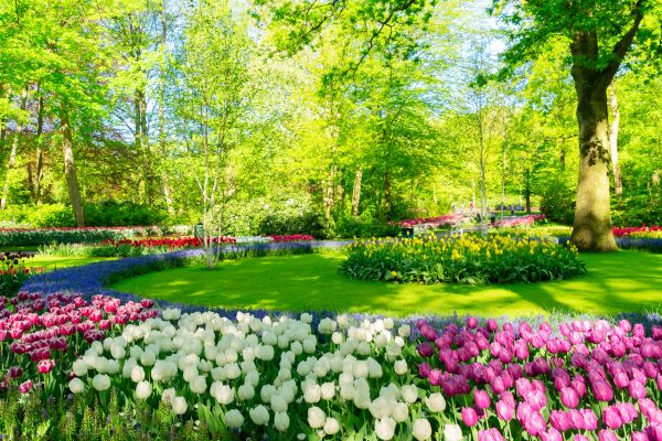 Spring Lawn Care in Everett