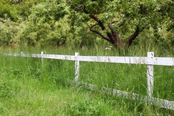 Cost of Fence Line Trimming in Everett